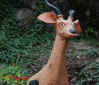 DSC_2669.jpg (112628 byte)
